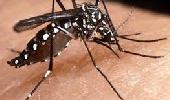 Confirmado mais um caso de dengue em Santa Rosa.